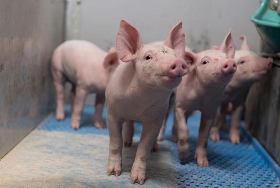 Prestarter for piglets - Nutrition