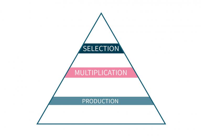 Selection and multiplication applications